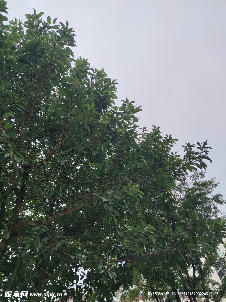 绿叶繁茂的树冠