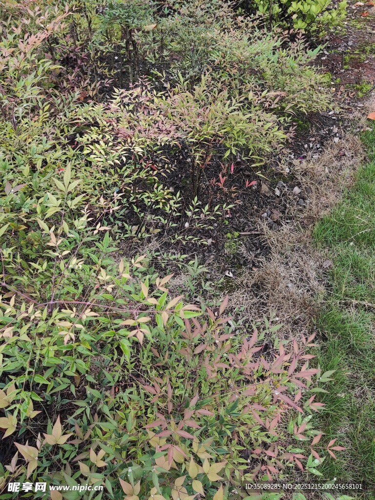 地面上的繁茂绿植