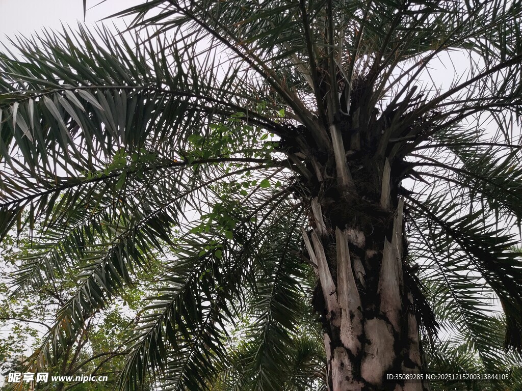 高大棕榈树特写