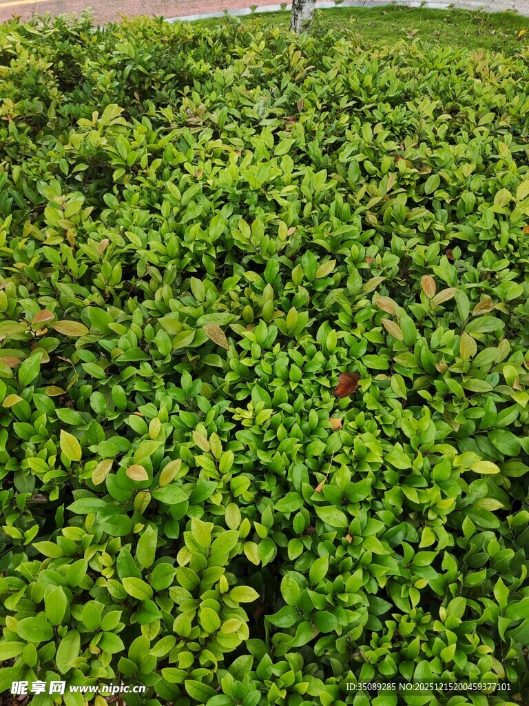 翠绿繁茂的植物景观