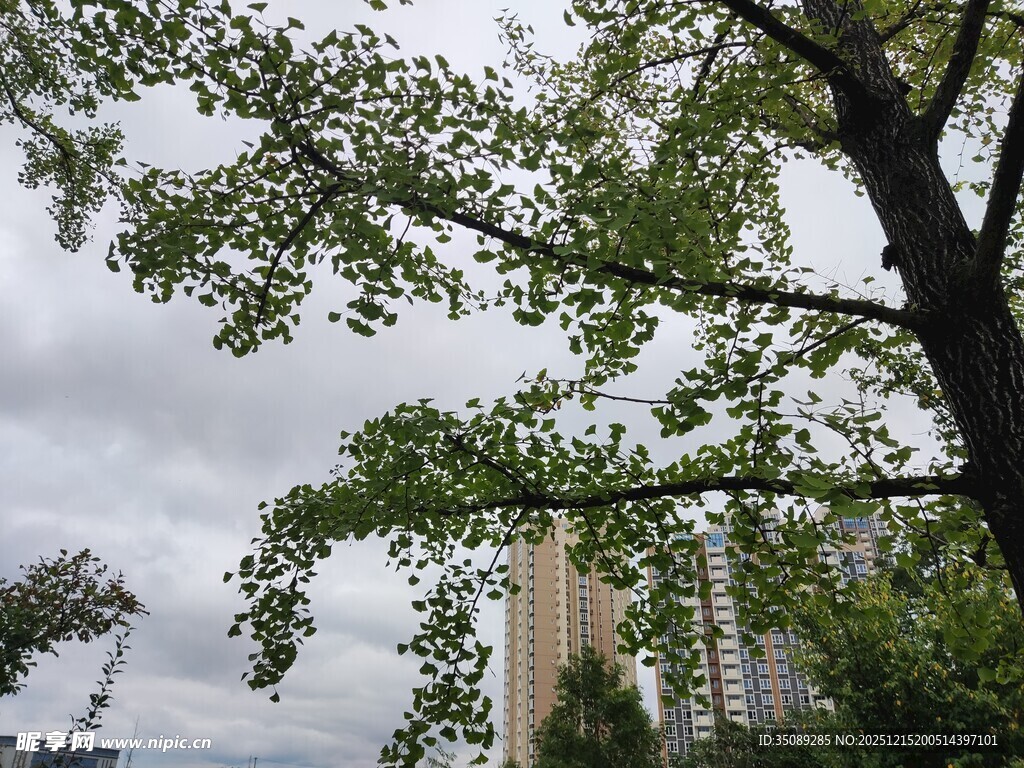 绿树掩映下的城市景致