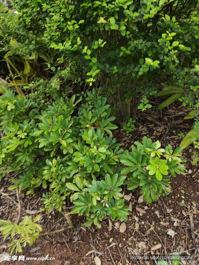 绿叶繁茂的灌木丛