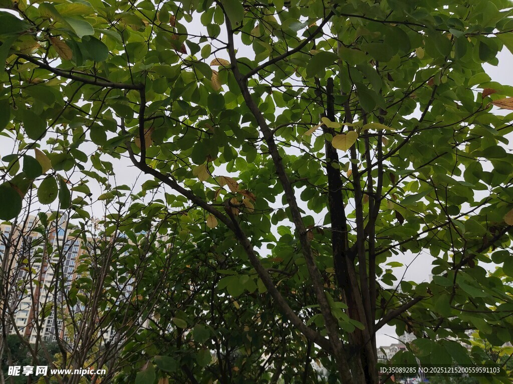 繁茂绿树尽显自然生机