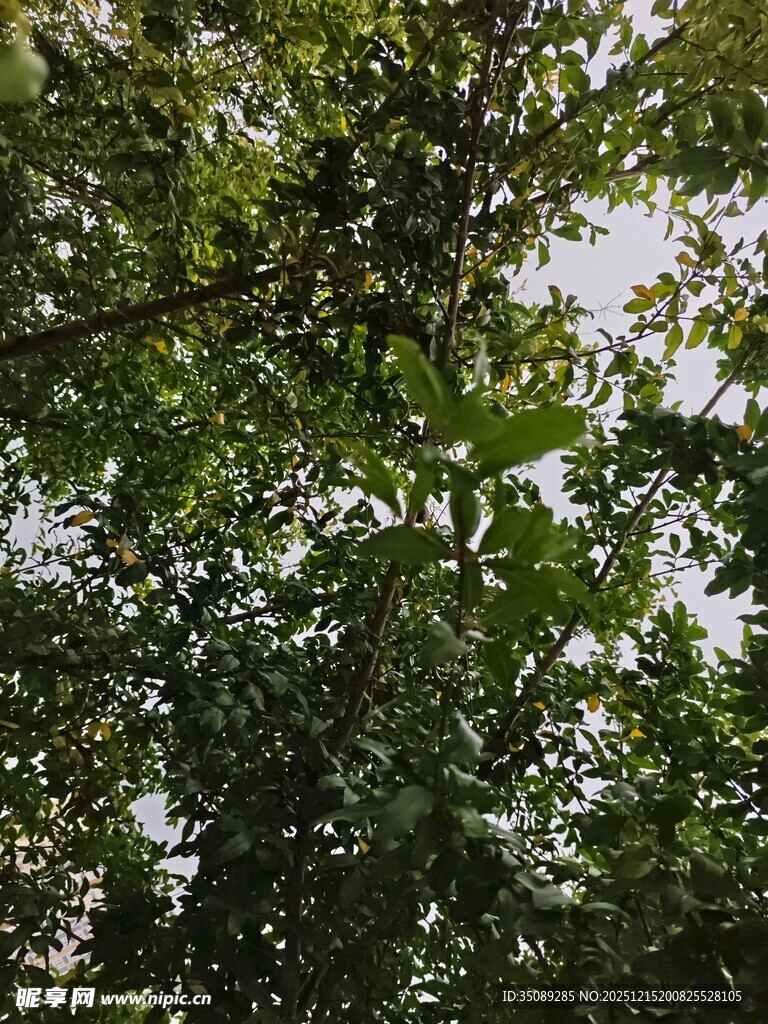 仰视茂密枝叶的绿意