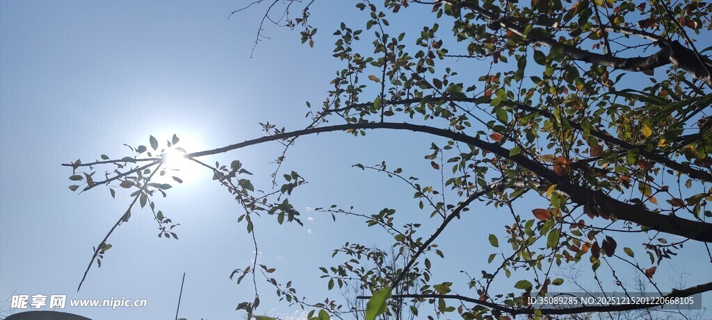 阳光下的树枝