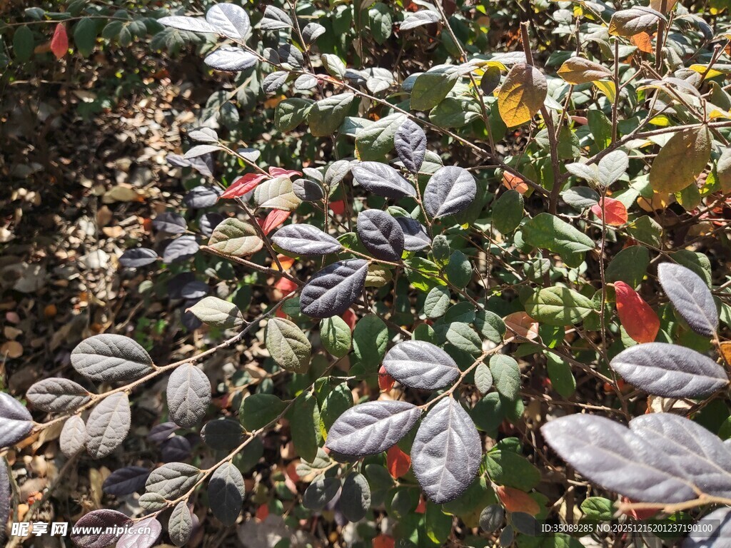 地面落叶与绿植景象