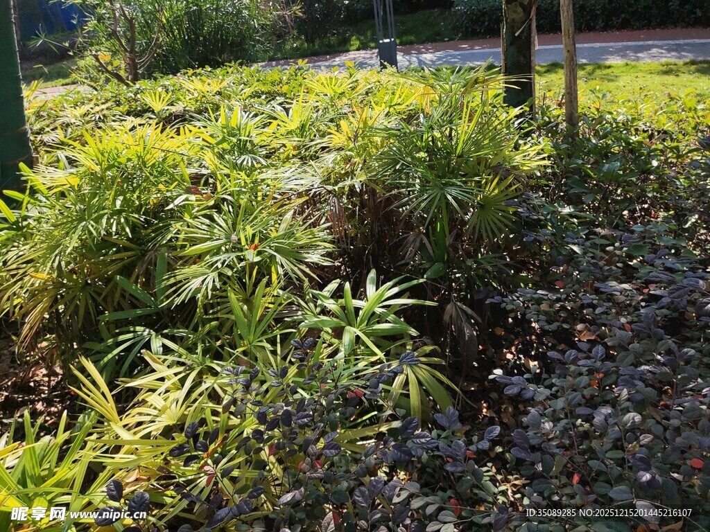 林间繁茂绿植景观