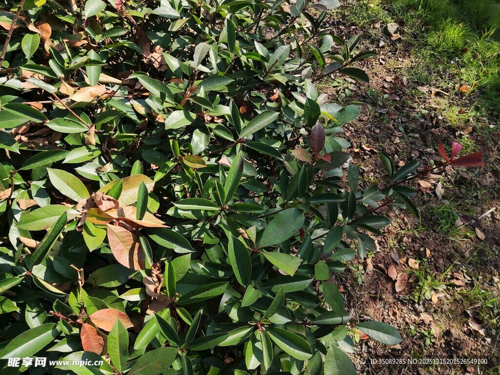 绿叶繁茂的植物景观