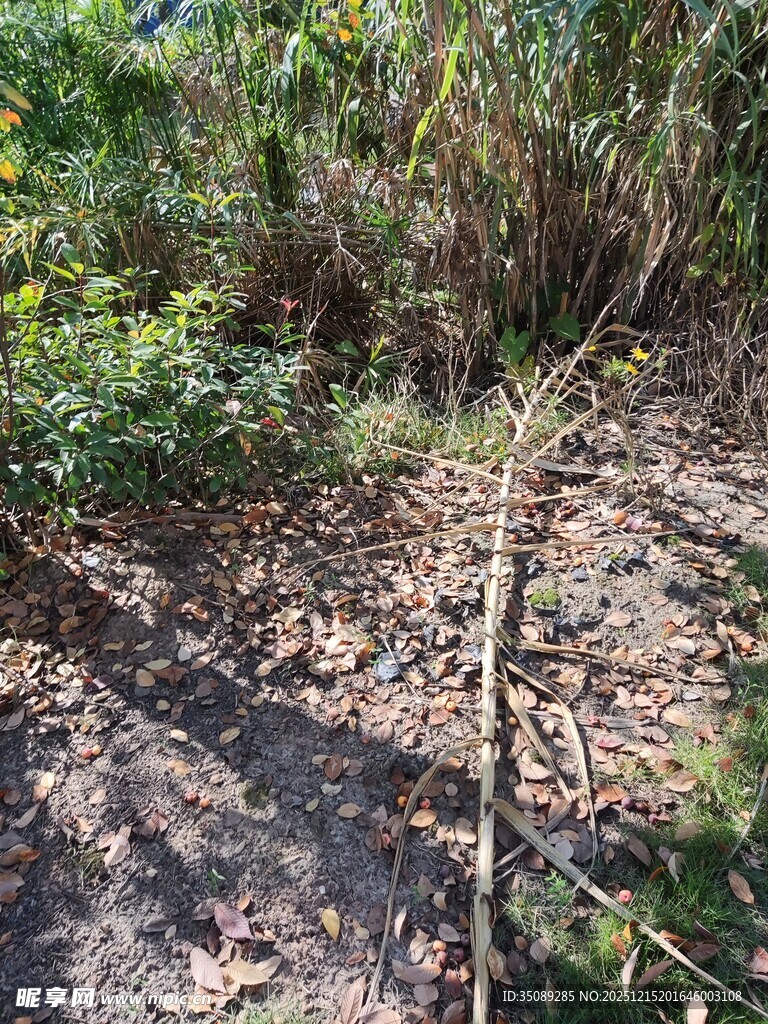 野外小径旁的植物景观