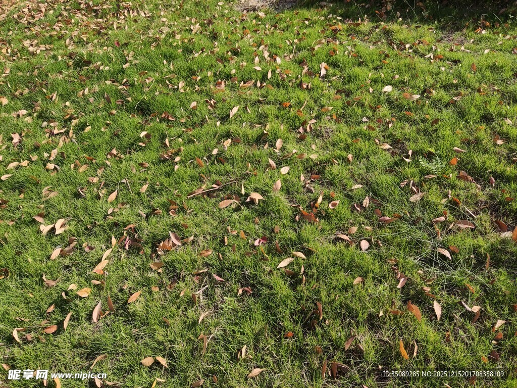 翠绿草地散落枯黄树叶