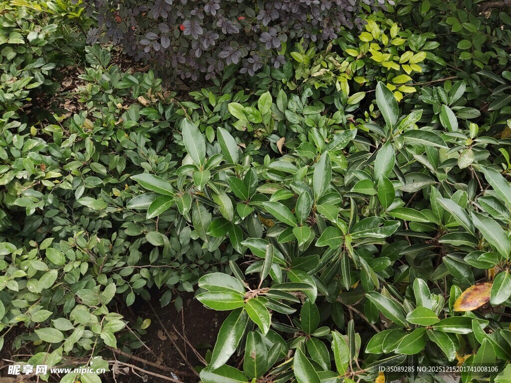 繁茂绿植景观
