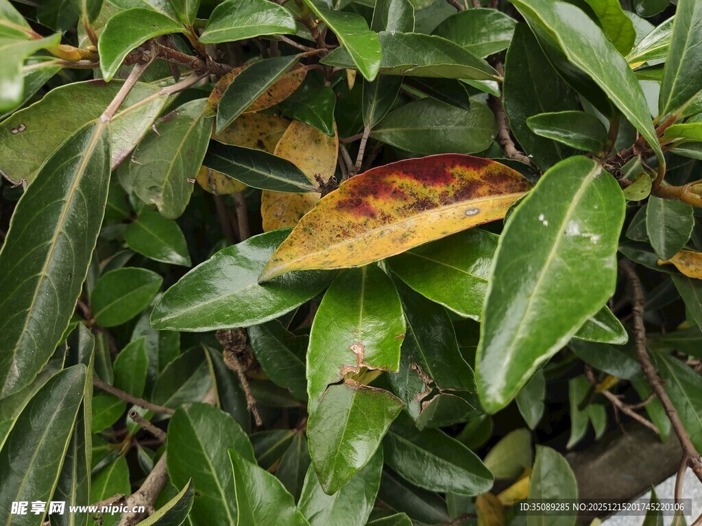 绿叶丛中的泛黄叶片