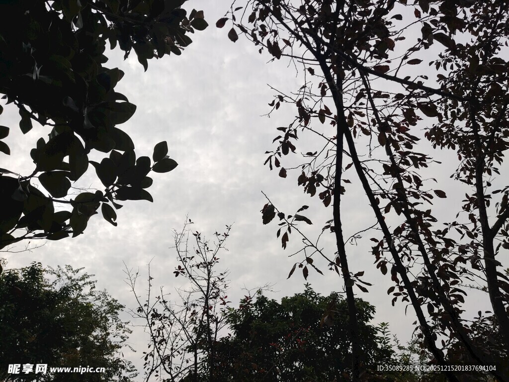 树林间的天空剪影