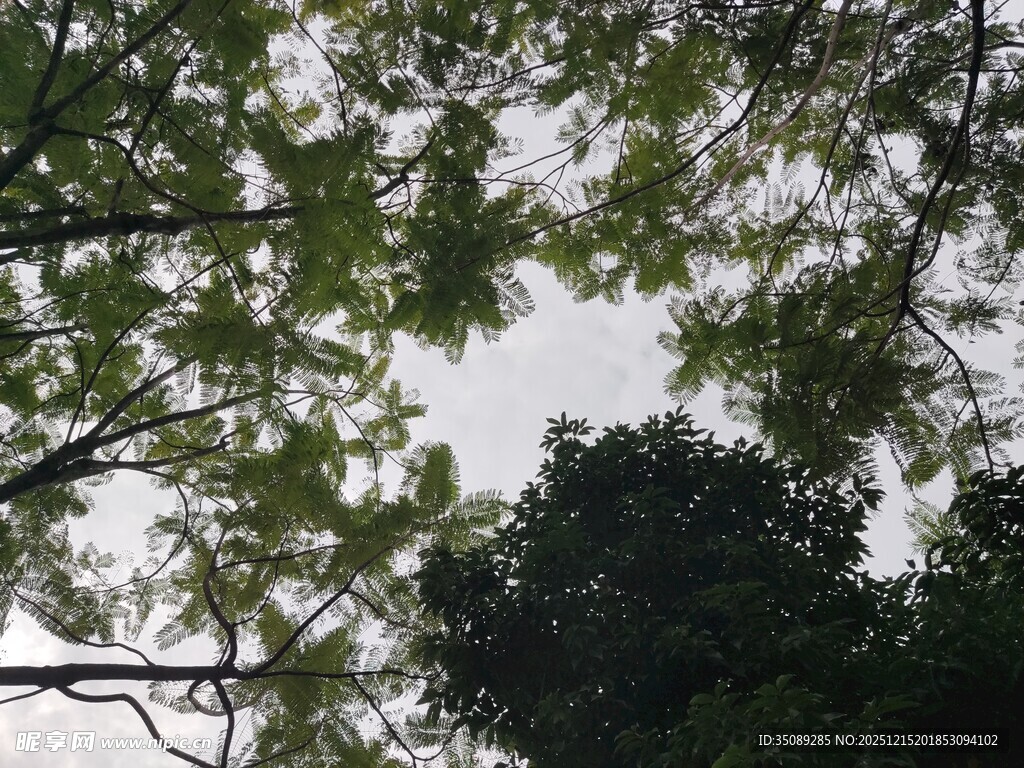 仰视繁茂树冠