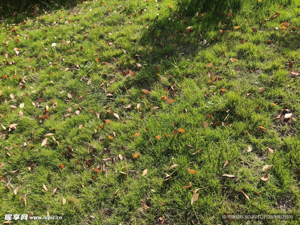 阳光下的翠绿草地