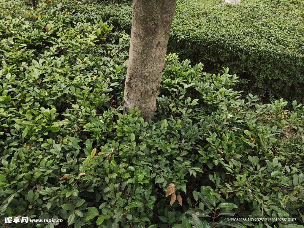 树下繁茂绿植景观