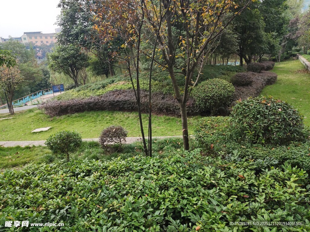 绿意盎然的公园景观