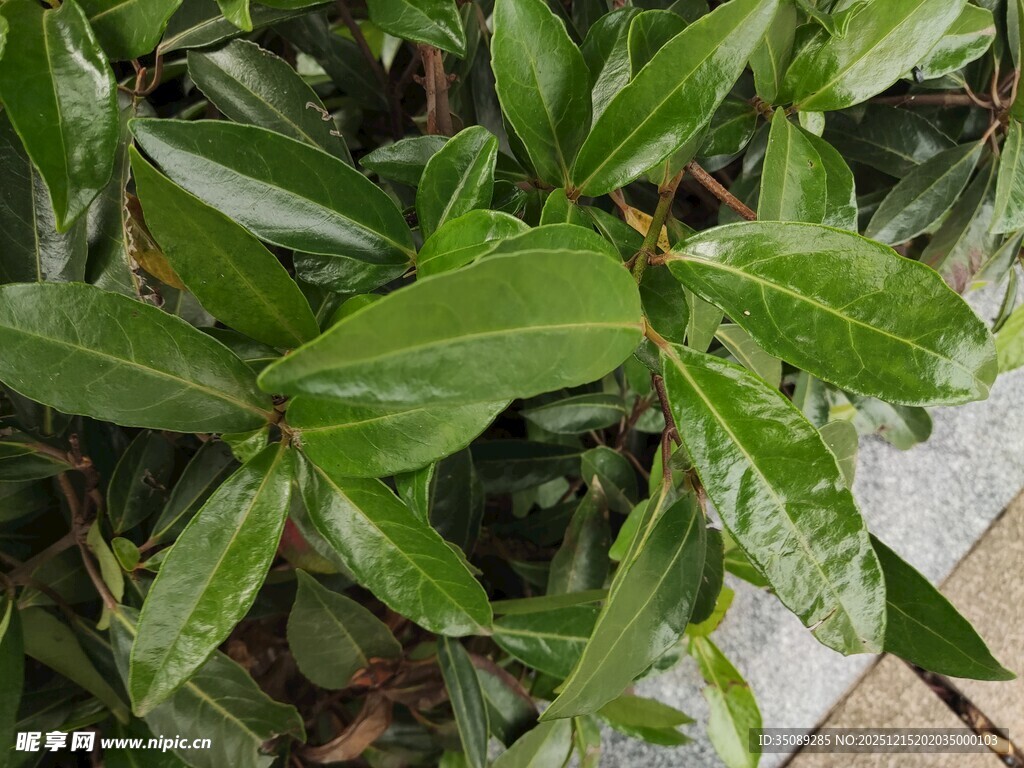 翠绿叶片的植物特写