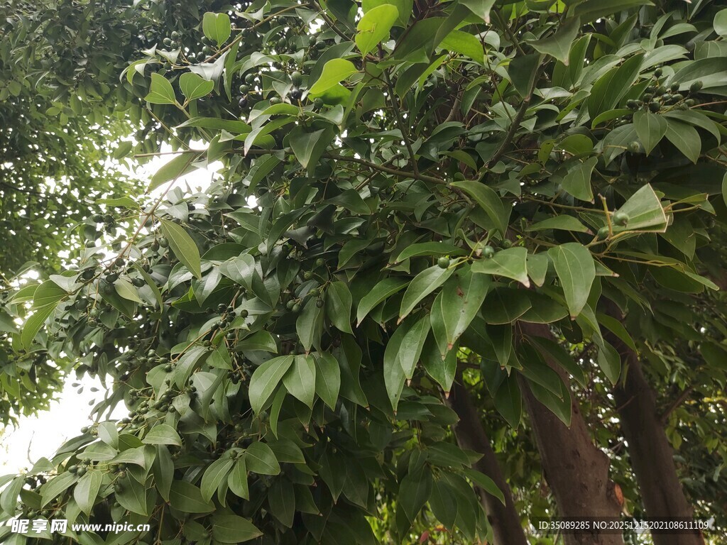 繁茂绿叶覆盖的葱郁树木