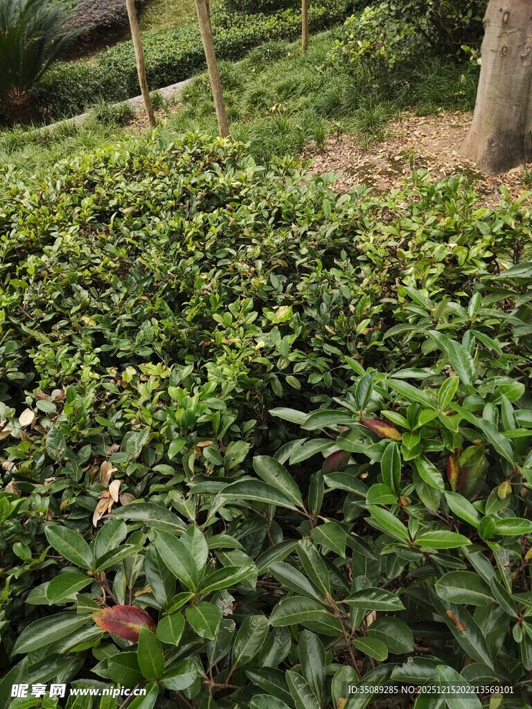 绿意盎然的繁茂植物景观