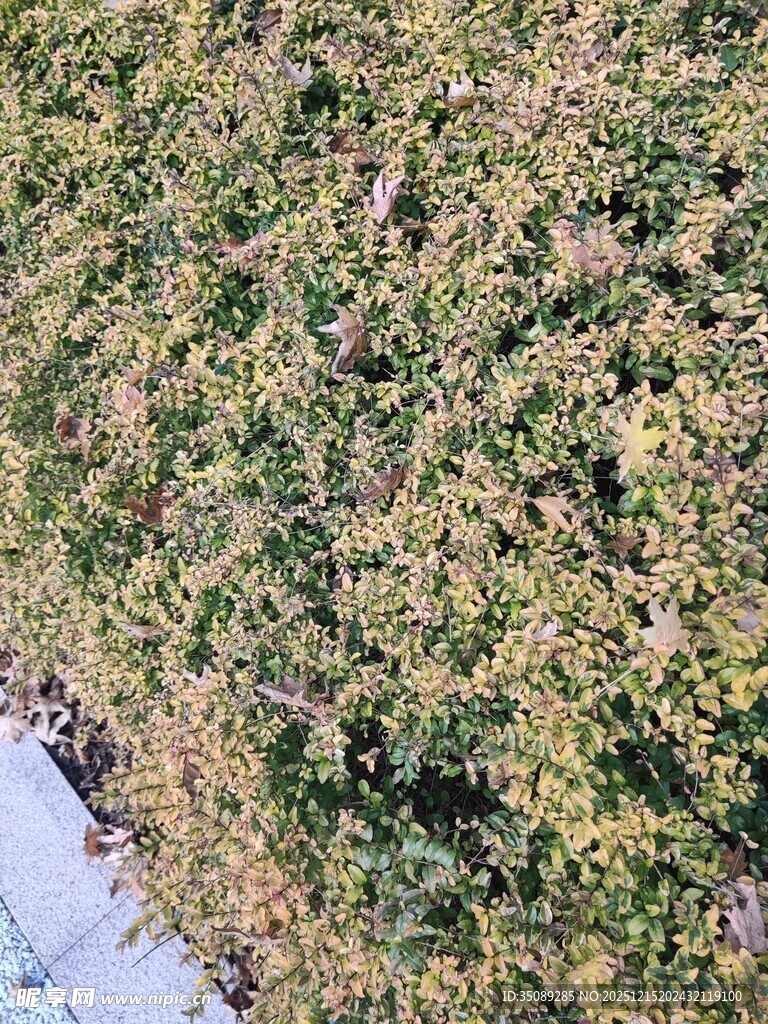 翠绿茂密的植物景观