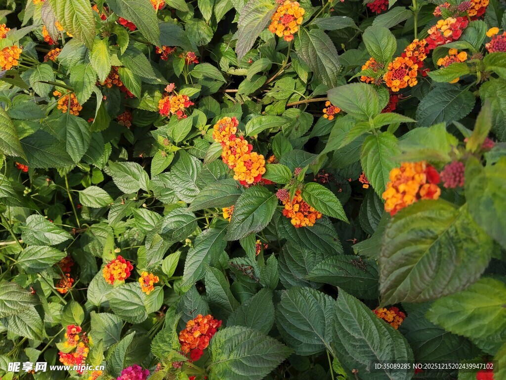 鲜艳橙花与绿叶的景致