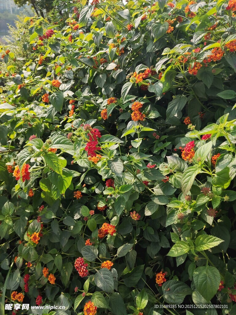 绿叶间的红果植物