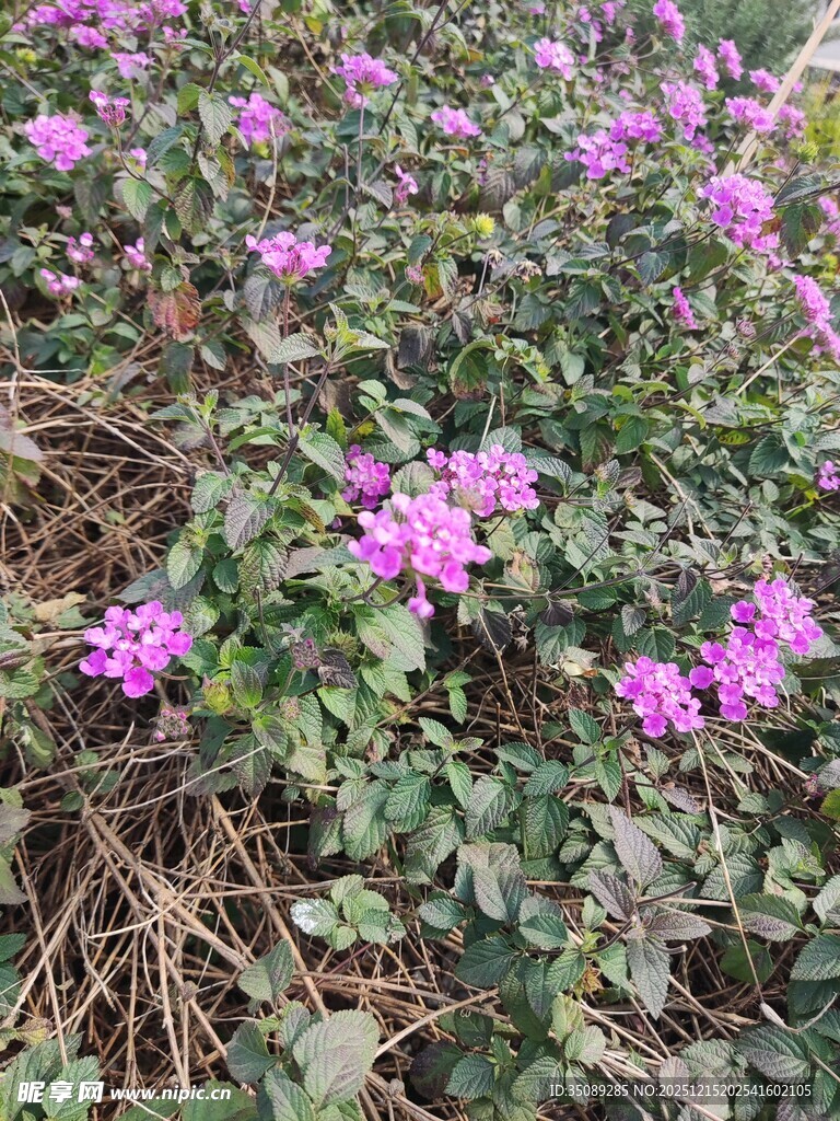 紫色小花绽放于绿叶间