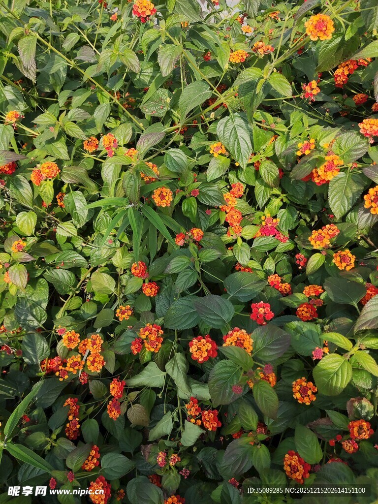 枝头橙红果实绿叶相伴