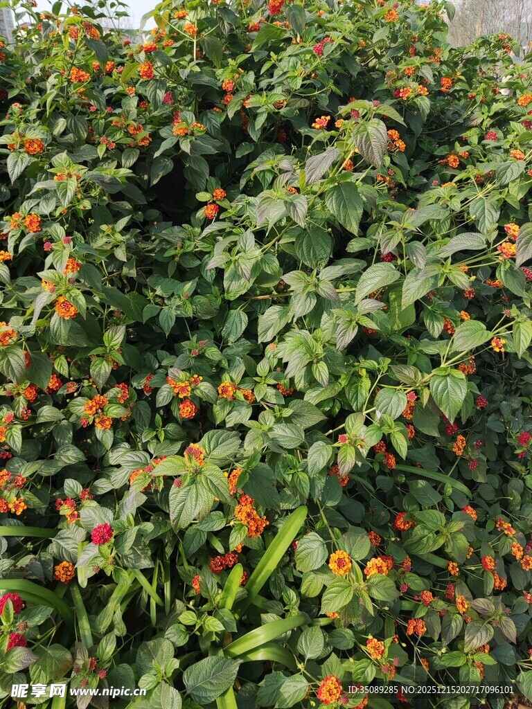 绿叶间的橙色果实