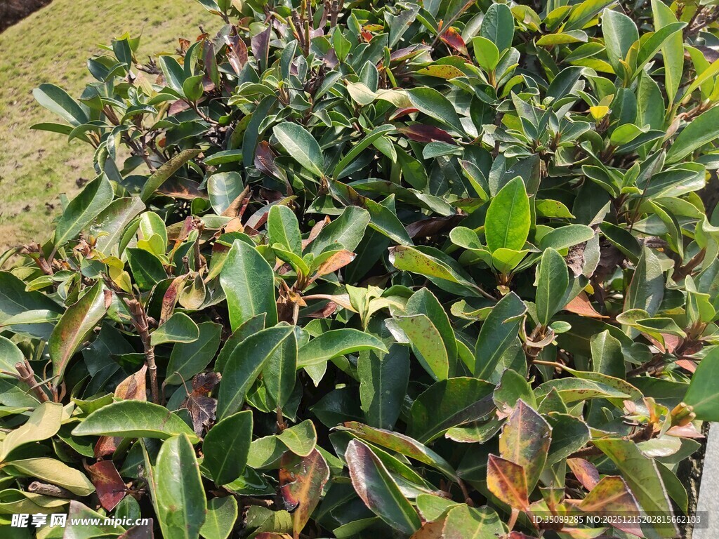绿叶繁茂的植物景观
