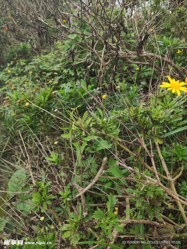 绿叶丛中绽放的黄色小花