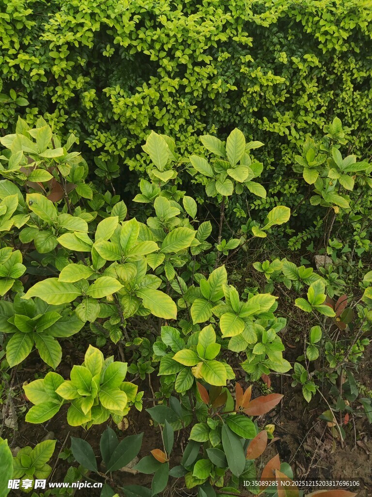翠绿繁茂的灌木丛景观