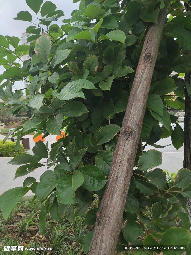 树干旁繁茂的绿叶植物