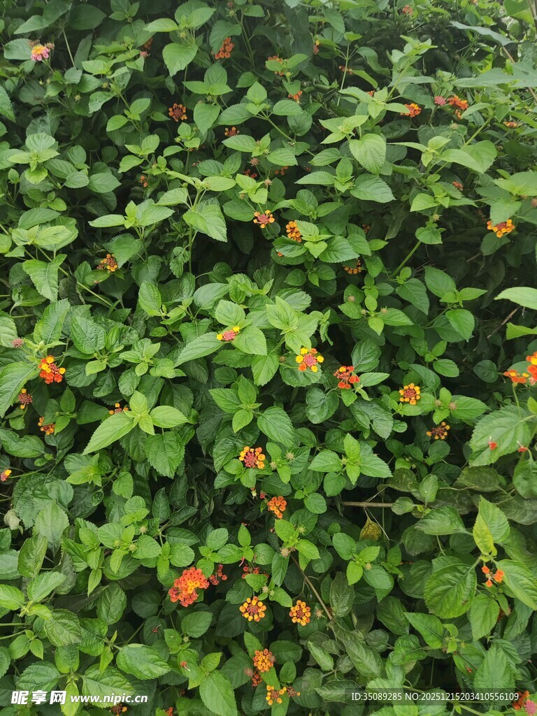 绿叶间的橙色小果实