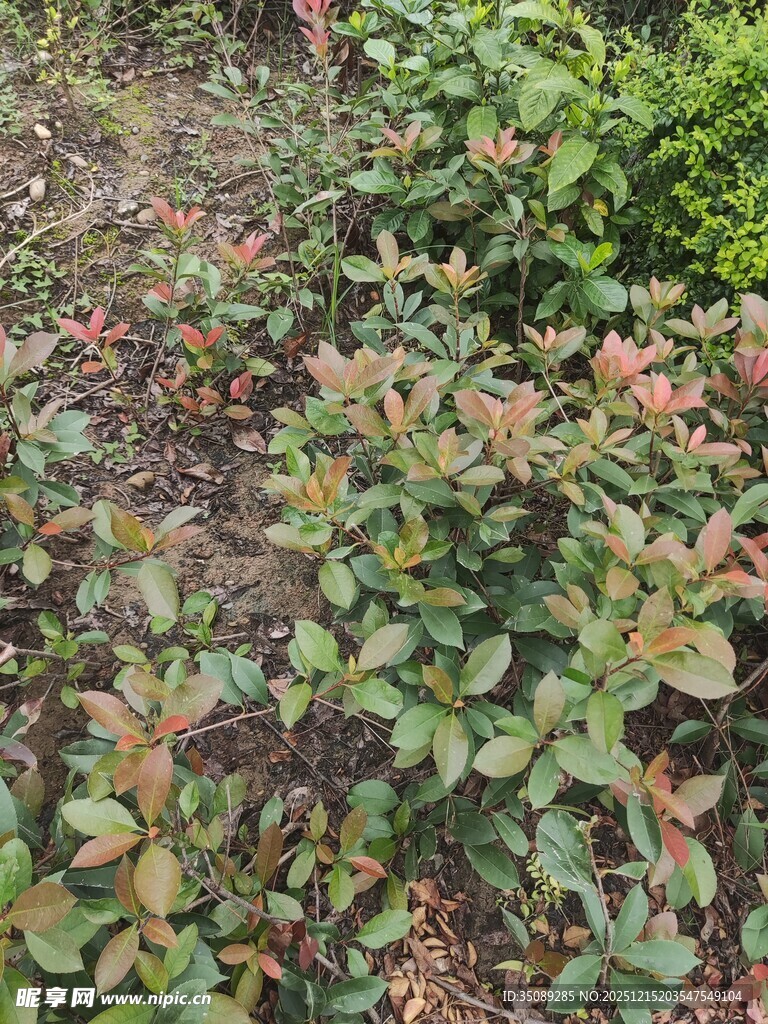 绿叶红边的植物景观