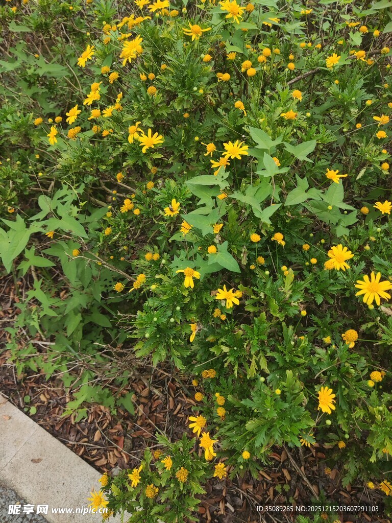 路边绽放的黄色小花