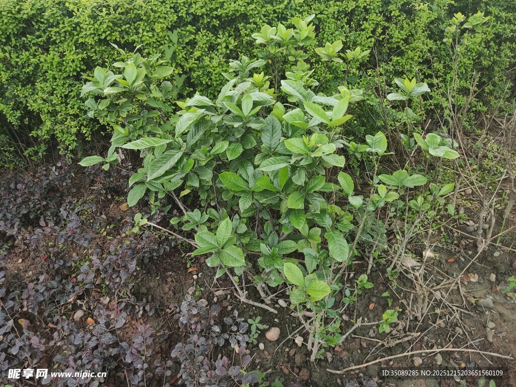 绿叶植物生长于泥土间