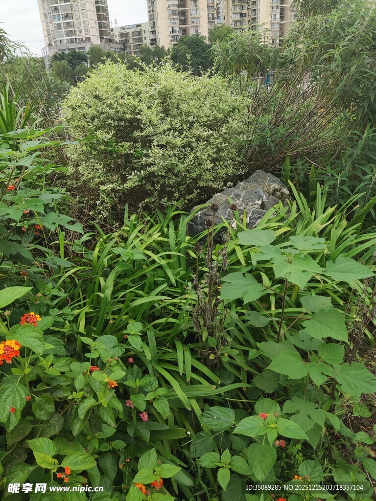城市中的繁茂绿植景观