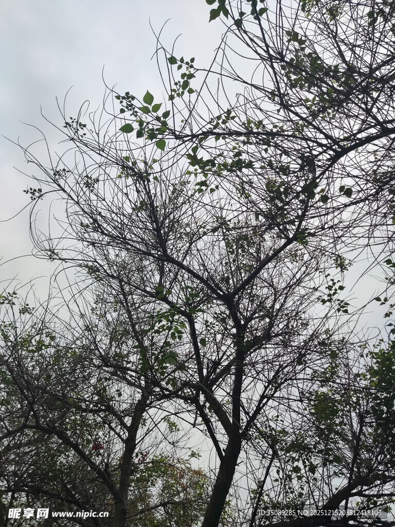 阴天里的稀疏树木