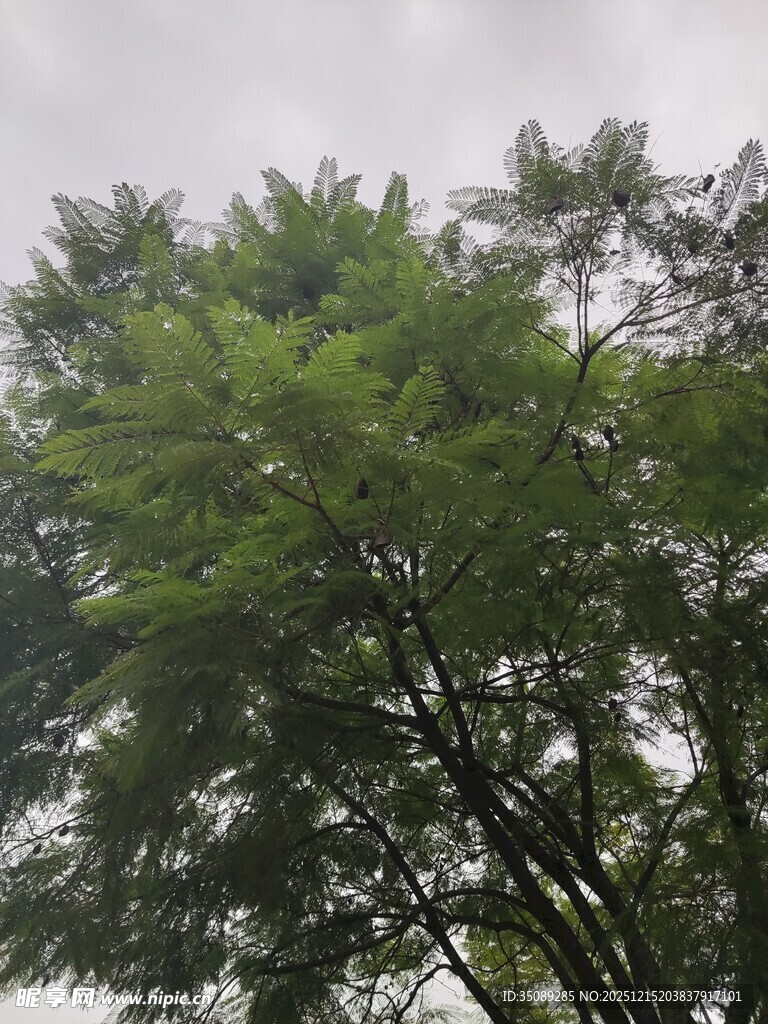 雨中葱郁树木