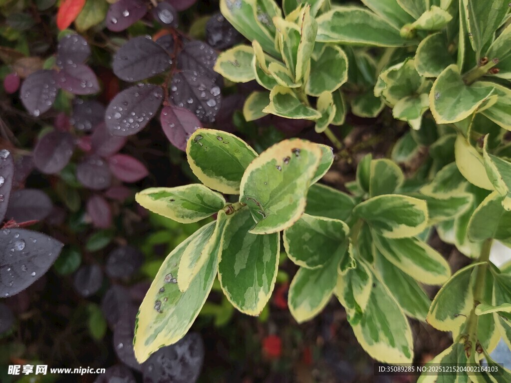 多彩叶片植物特写