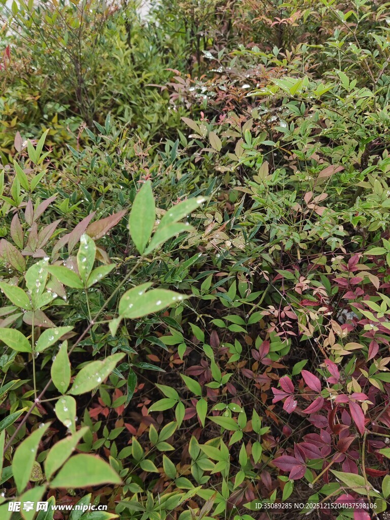 多彩植物丛景观