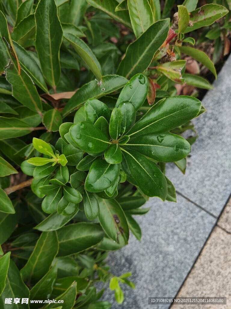 路边翠绿植物生机盎然