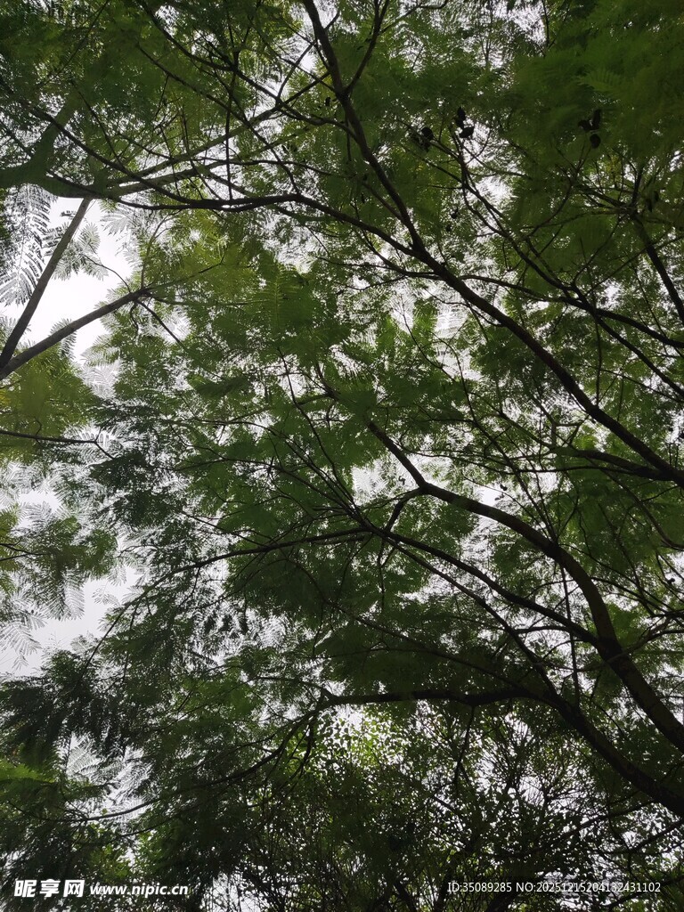 仰视茂密枝叶