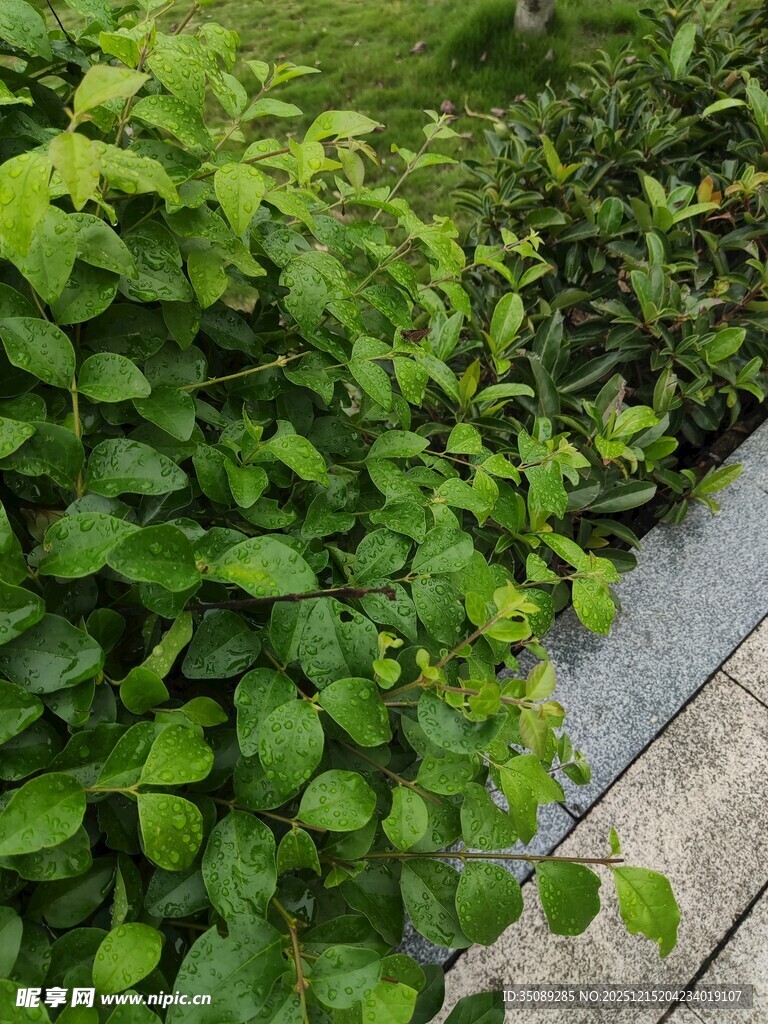 路边翠绿繁茂的绿植景观