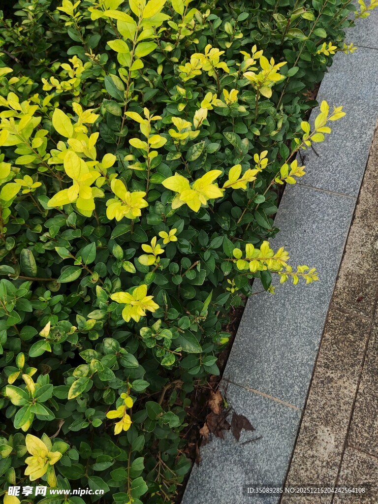 路边绽放的黄色小花