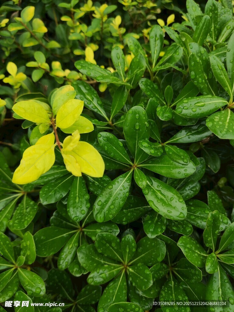 绿叶丛中亮眼的黄色小花