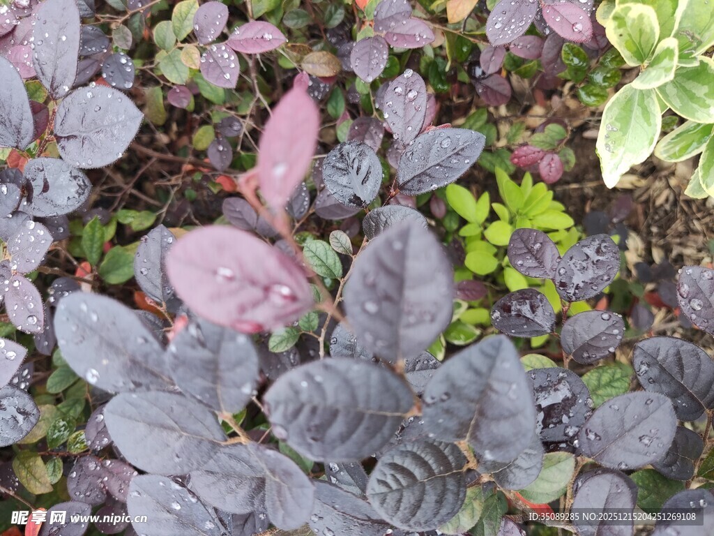 多彩叶片植物景观