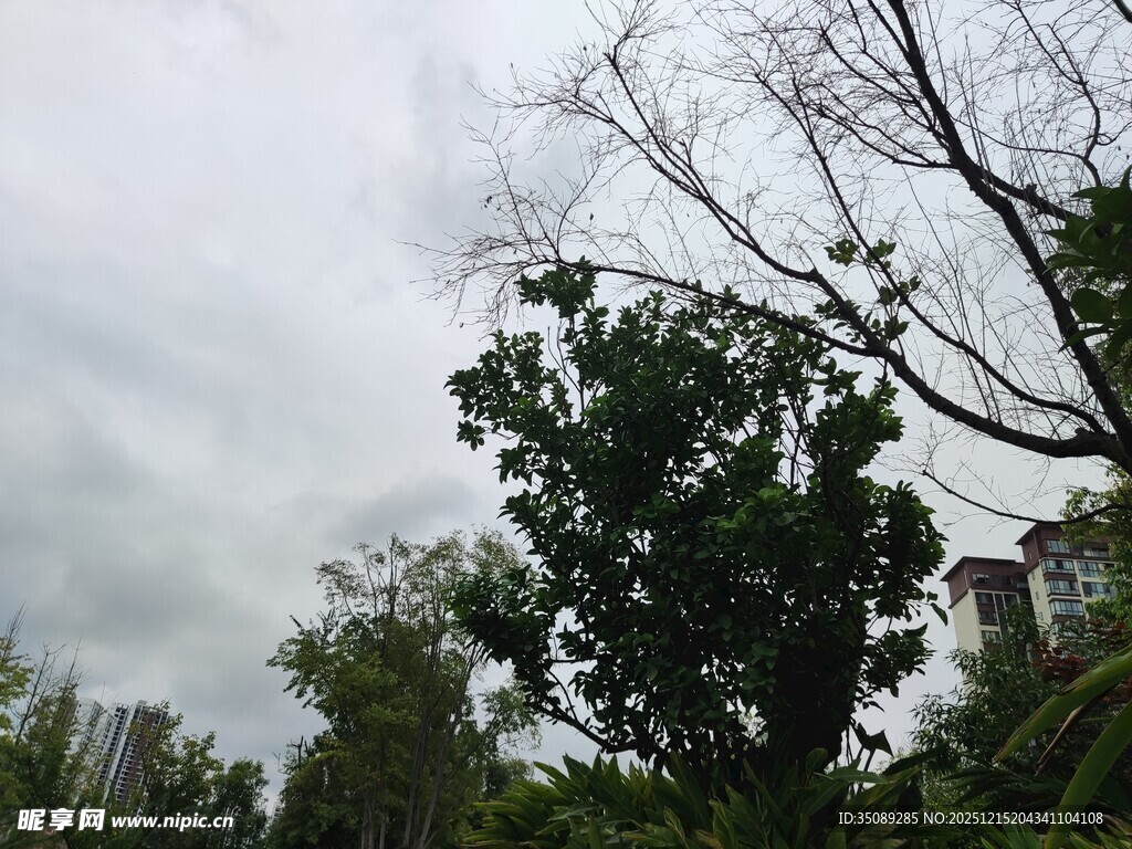 狂风中倾斜的树木